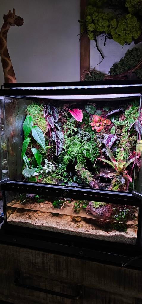 Terrarium paludarium 45/45/45, Ophalen
