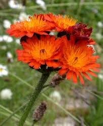 6 verschillende vaste planten overige kleuren & 1 varen, Ophalen of Verzenden, Vaste plant, Overige soorten, Halfschaduw