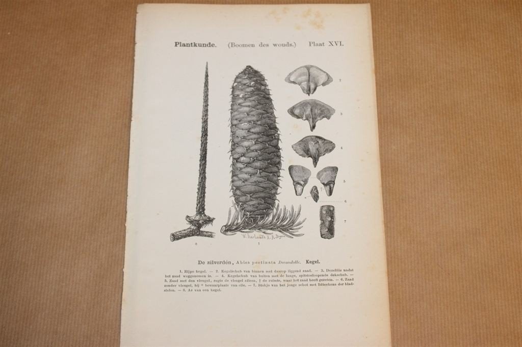 2 Antieke botanische prenten - Zilverspar - 1875 !!, Verzamelen, Ophalen of Verzenden, Voor 1940, Gebruikt, Overige onderwerpen