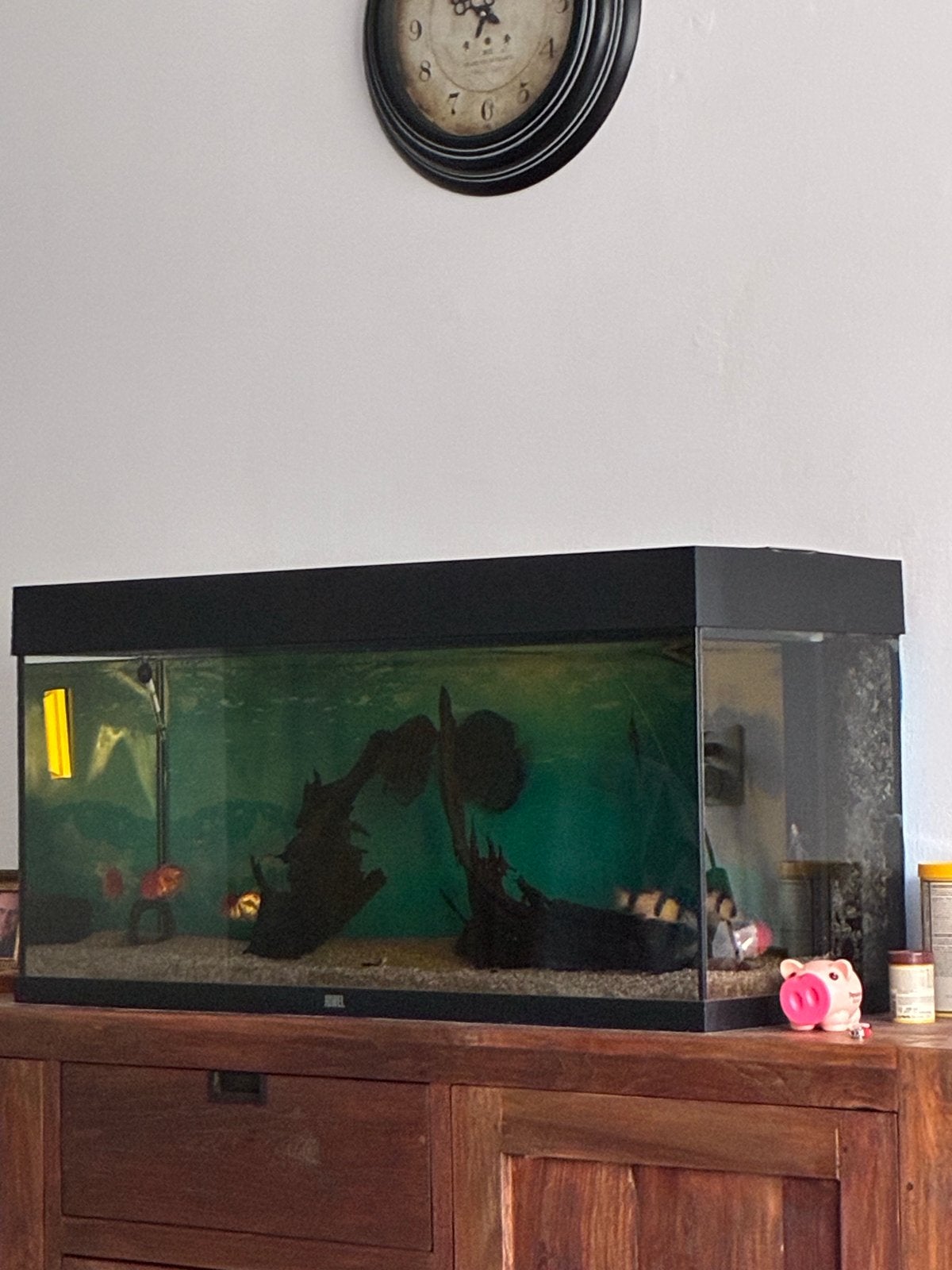 Aquarium 1 meter breed, Dieren en Toebehoren, Vissen | Aquaria en Toebehoren, Ophalen, JBL, Inclusief deksel, Plant(en), Steen of Hout