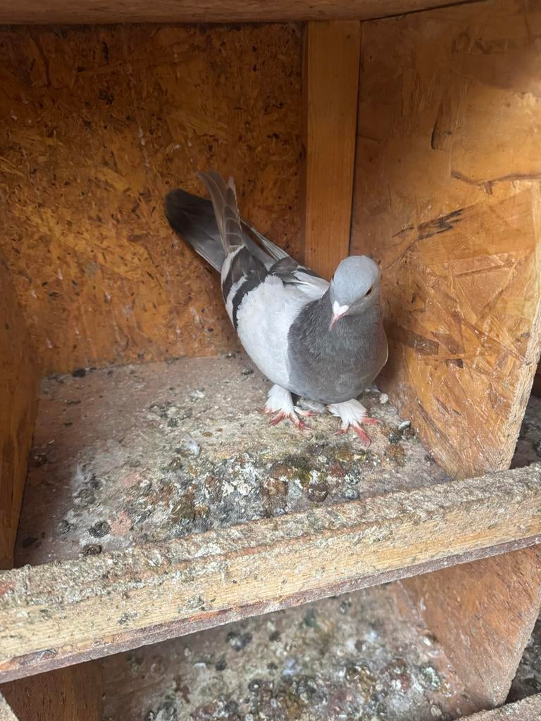 Takla duiven, Meerdere dieren, Postduif