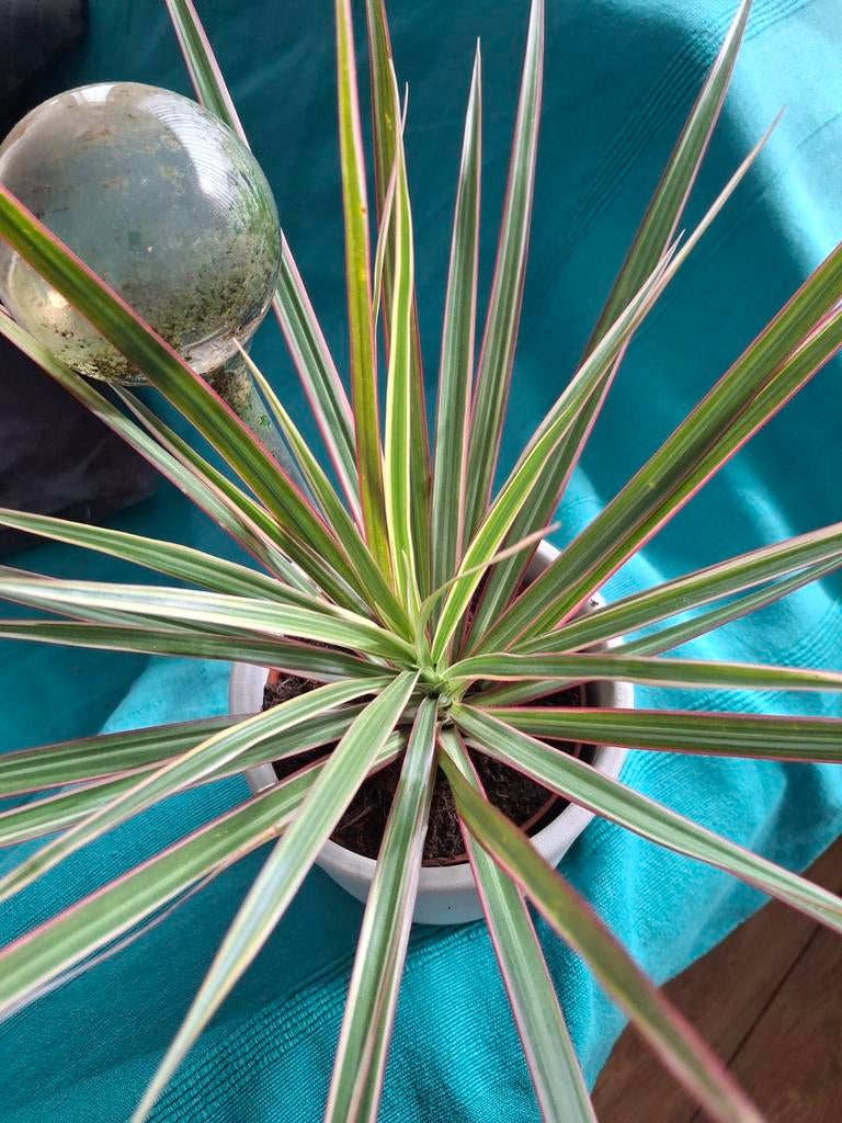 Plant, Tuin en Terras, Planten | Tuinplanten, Ophalen, Overige soorten, Volle zon