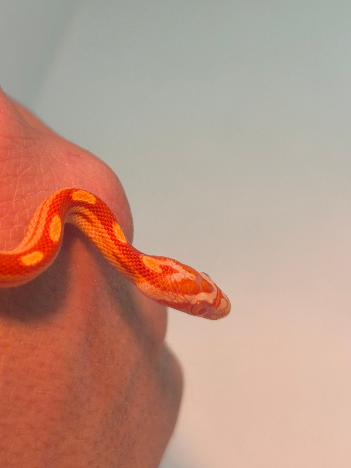 Jonge korenslangen te koop – diverse kleuren/patronen – eten Corn Snake photo 3