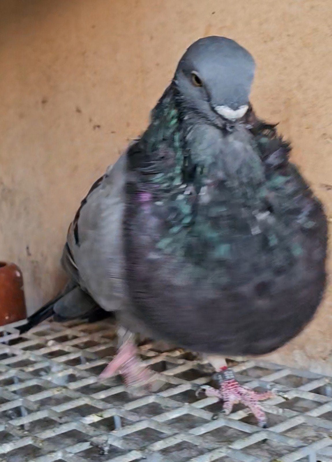 canaria doffertje, Mannelijk, Kropper