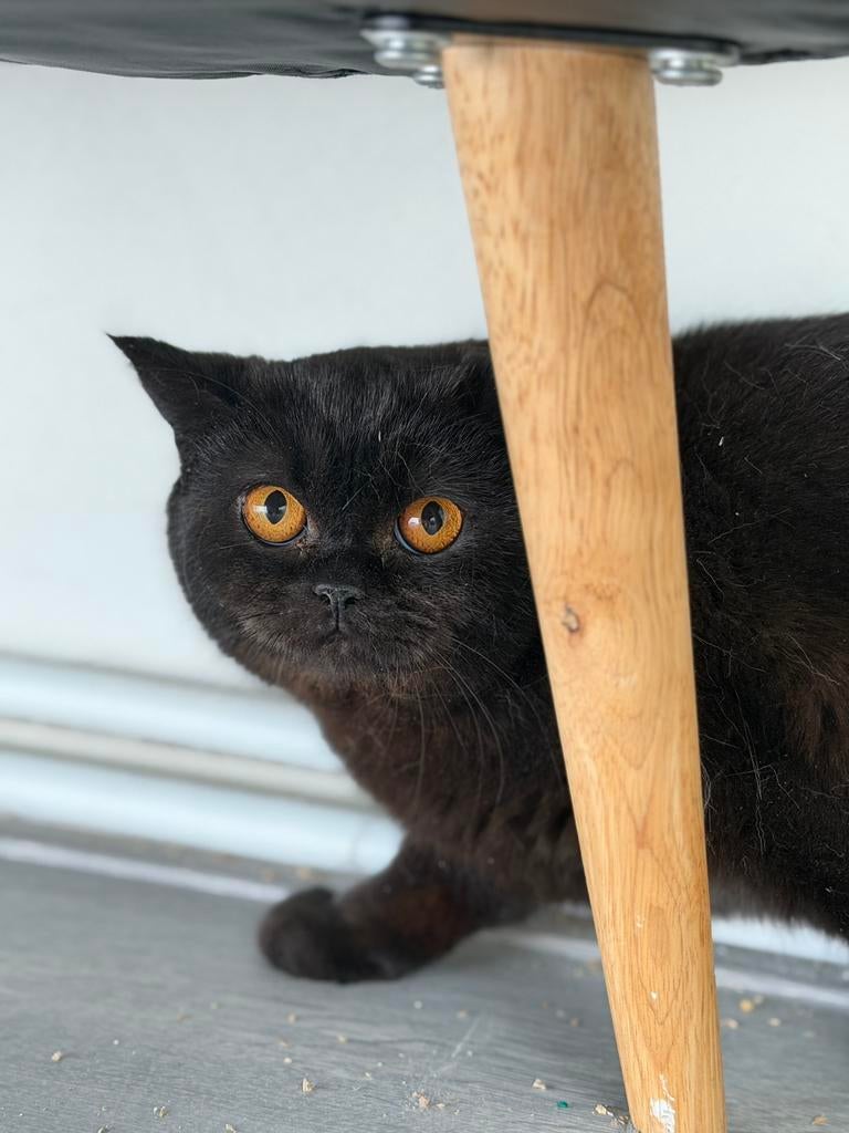 Britse katten, 100% raszuiver. De ouders hebben stambomen., Dieren en Toebehoren, Katten en Kittens | Raskatten | Korthaar, Kater