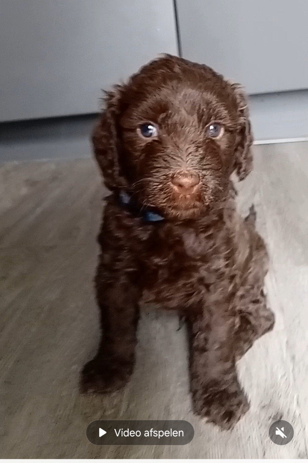 Labradoodle pups medium, Dieren en Toebehoren, Parvo, 8 tot 15 weken, Meerdere, Meerdere dieren