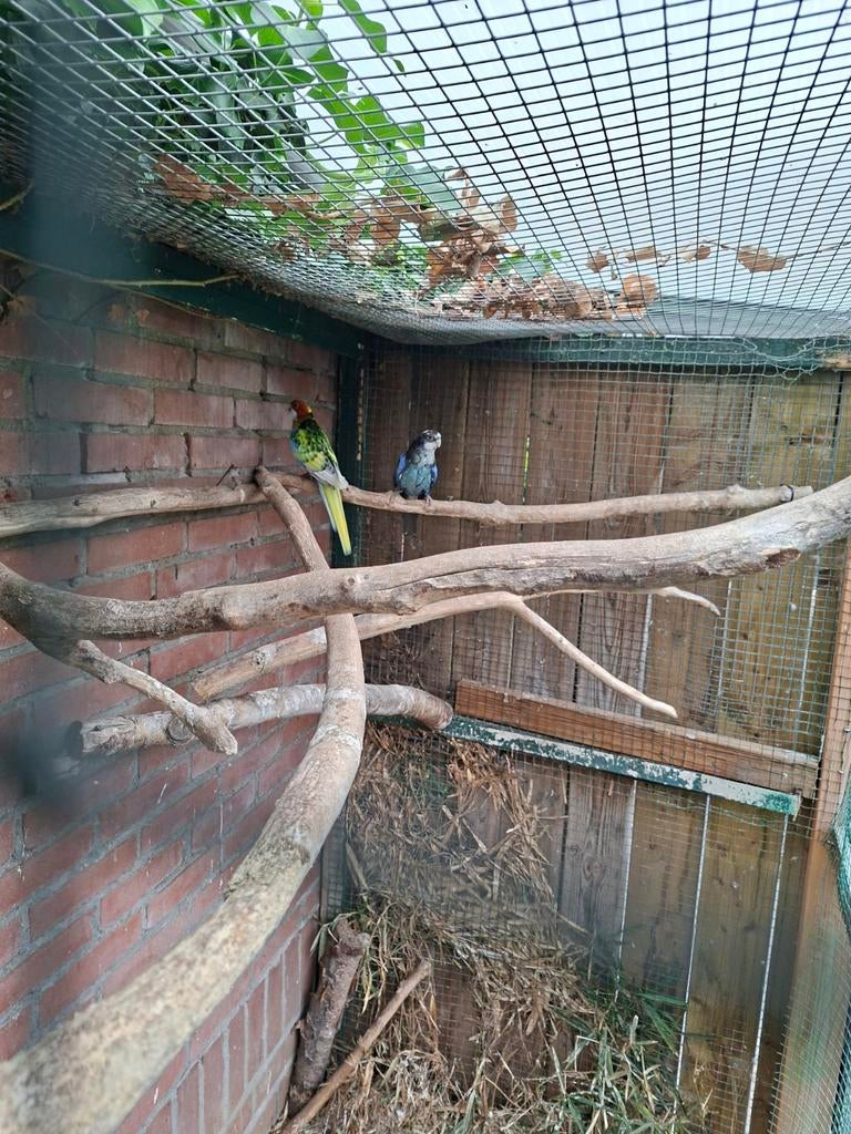 Rosella, Dieren en Toebehoren, Vogels | Parkieten en Papegaaien, Meerdere dieren, Parkiet, Geringd