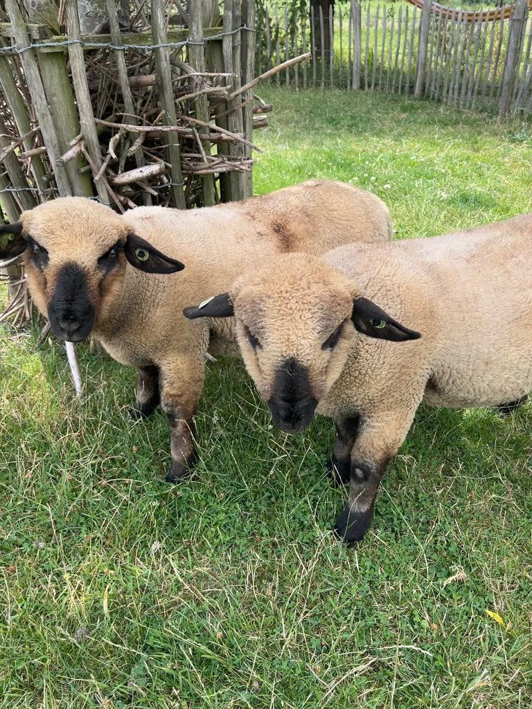 Hamshire down ram, Mannelijk, Schaap, 0 tot 2 jaar