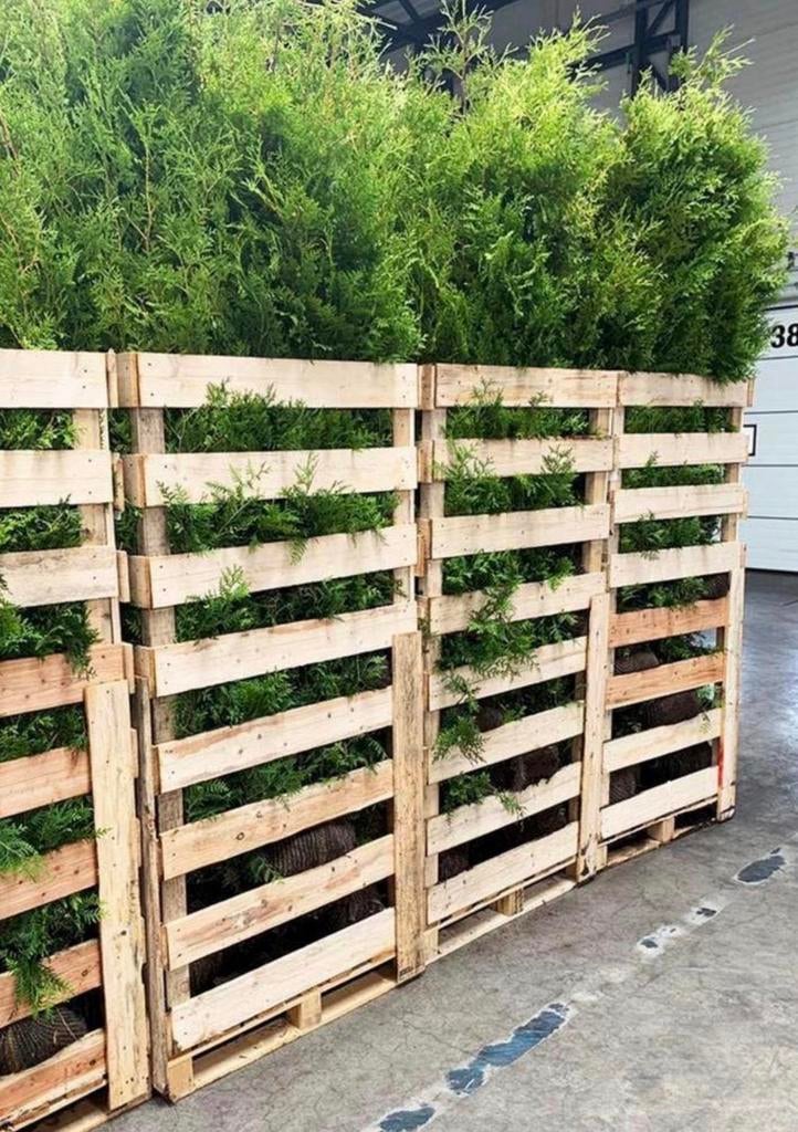 Coniferen Thuja, Ophalen of Verzenden, Conifeer, 100 tot 250 cm