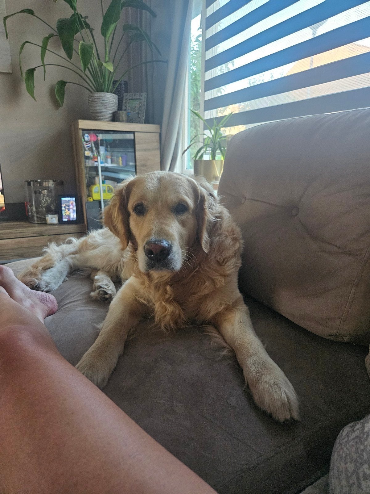 golden retriever 5 jaar, Dieren en Toebehoren, Reu, Groot, Eén hond, 3 tot 5 jaar