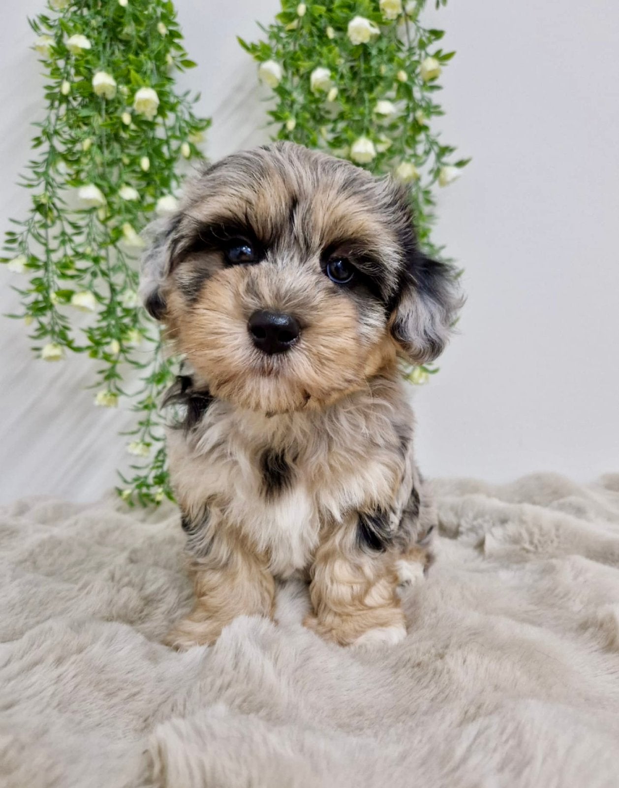 Prachtige boomer pups, Dieren en Toebehoren, Parvo, Nederland, 8 tot 15 weken, Meerdere