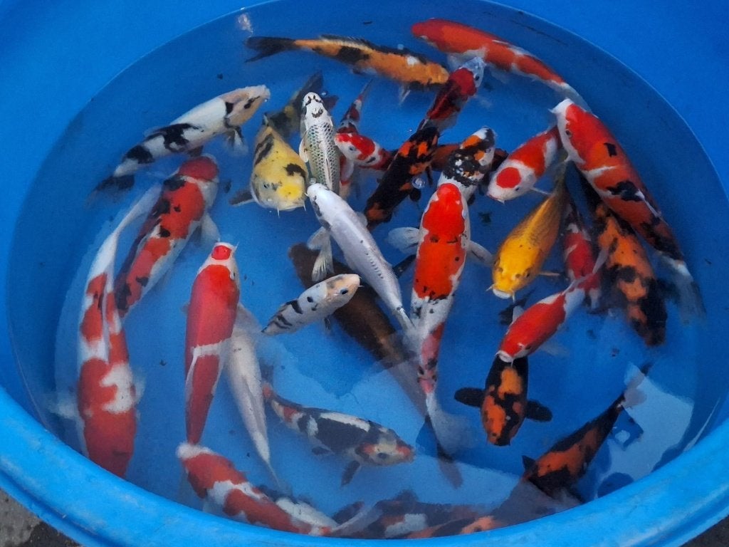 Hele mooie japanse koi, 32x Erg mooie koi voor de toekomst!, Karper of Koi
