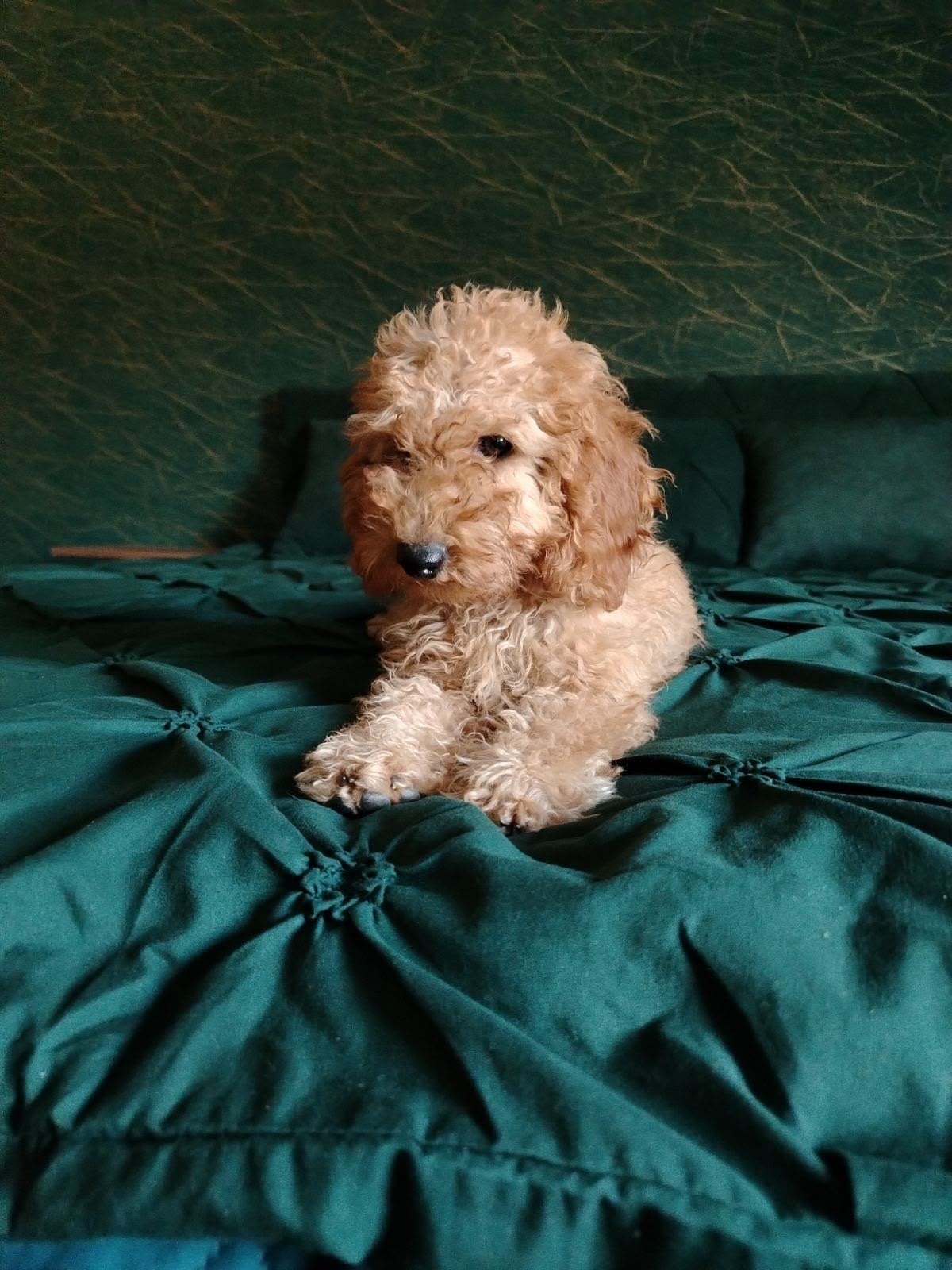cockapoo (cocker spaniel x toypoedel) pup, Dieren en Toebehoren, 15 weken tot 1 jaar, Eén hond, Nederland, Particulier