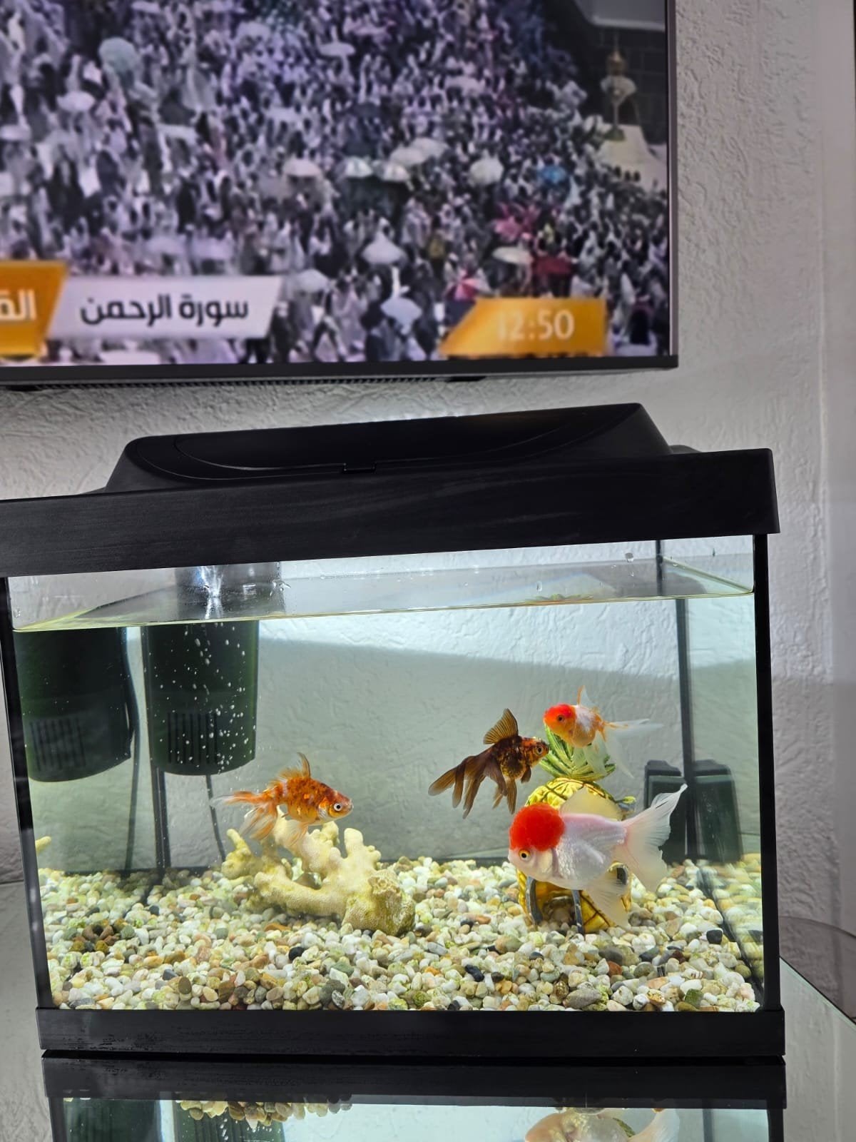 Aquarium tekoop met vissen en al, Vis