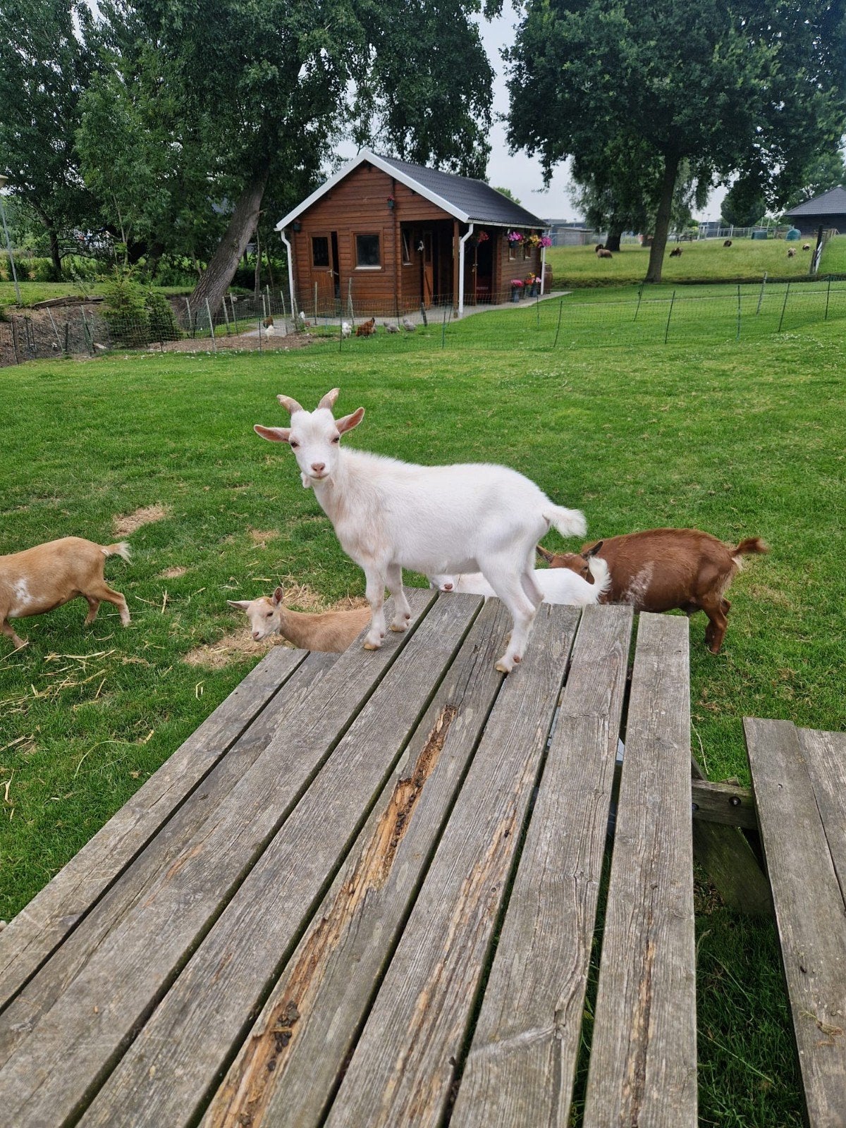 Dwergbok, Dieren en Toebehoren, Mannelijk, Geit, 0 tot 2 jaar