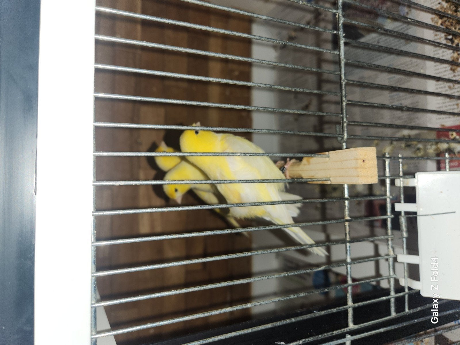 2 mannen    24  25, Dieren en Toebehoren, Vogels | Kanaries, Vrouwelijk, Kleurkanarie