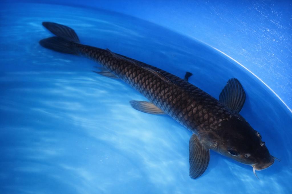 Kawarigoi 38-44 cm Sansai Nagoshi, Karper of Koi