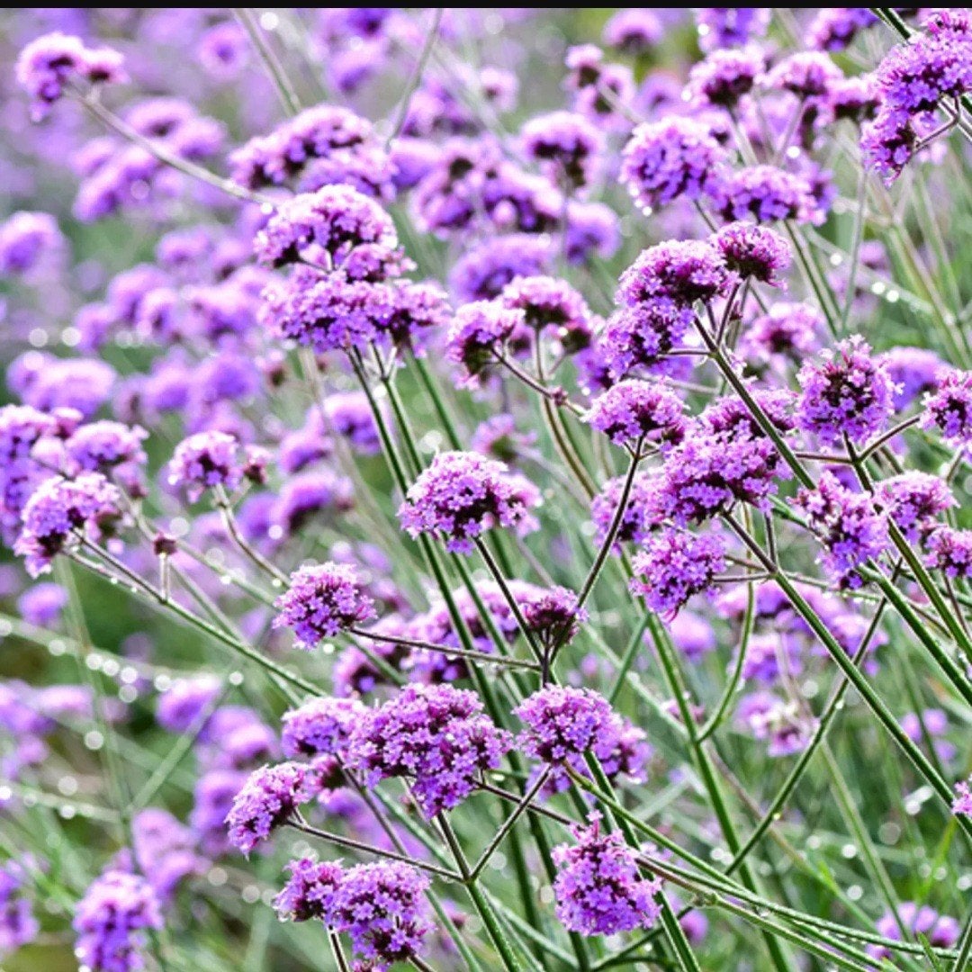 Verbena bonariensis (Ijzerhard), Ophalen, Overige soorten, Volle zon