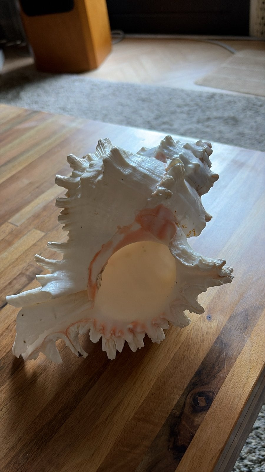 Decoratieve grote Schelp, Overige stijlen, Ophalen of Verzenden, Zo goed als nieuw, Natuurlijk materiaal