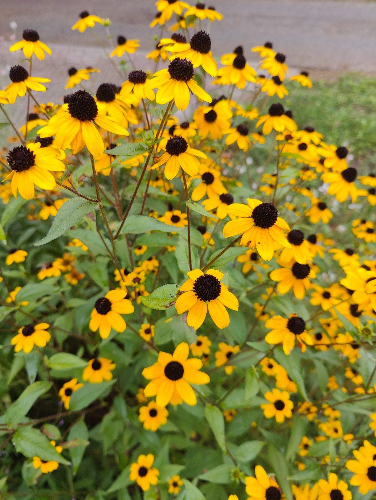 Rudbeckia triloba - Gele Zonnehoed voor zon en lange bloei, Ophalen
