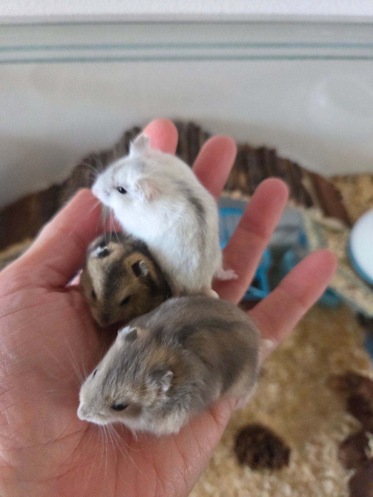 Tamme jonge dwerghamsters (met of zonder kooi naar keuze), Dieren en Toebehoren, Knaagdieren, Hamster, Augustus, Meerdere dieren