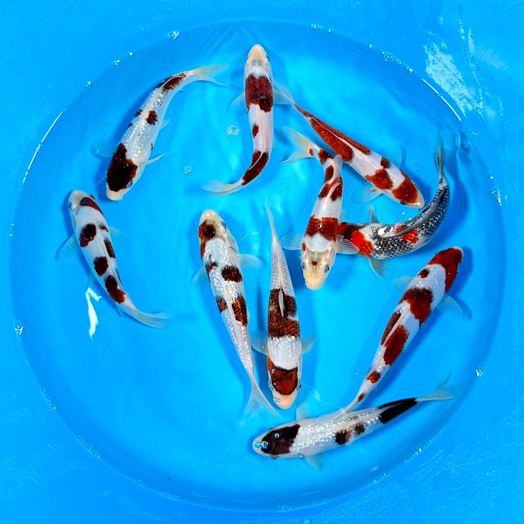 HQ Ginrin Budo Goromo incl Certificaat Marushin Japanse Koi, Dieren en Toebehoren, Vissen | Vijvervissen, Karper of Koi