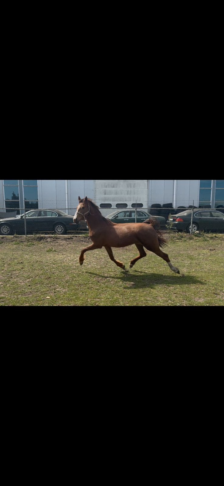 Mooie 3-jarige merrie, Merrie, 3 tot 6 jaar, Onbeleerd, 160 tot 165 cm