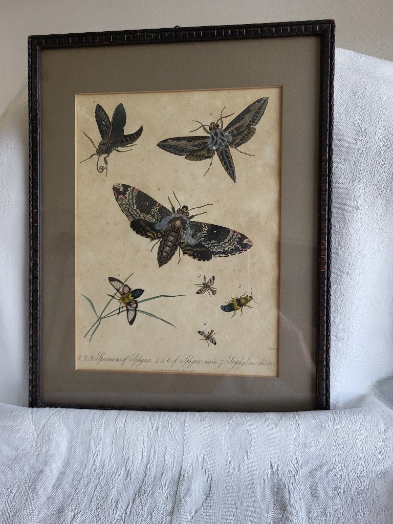 Schilderij met nachtvlinders, Ophalen of Verzenden