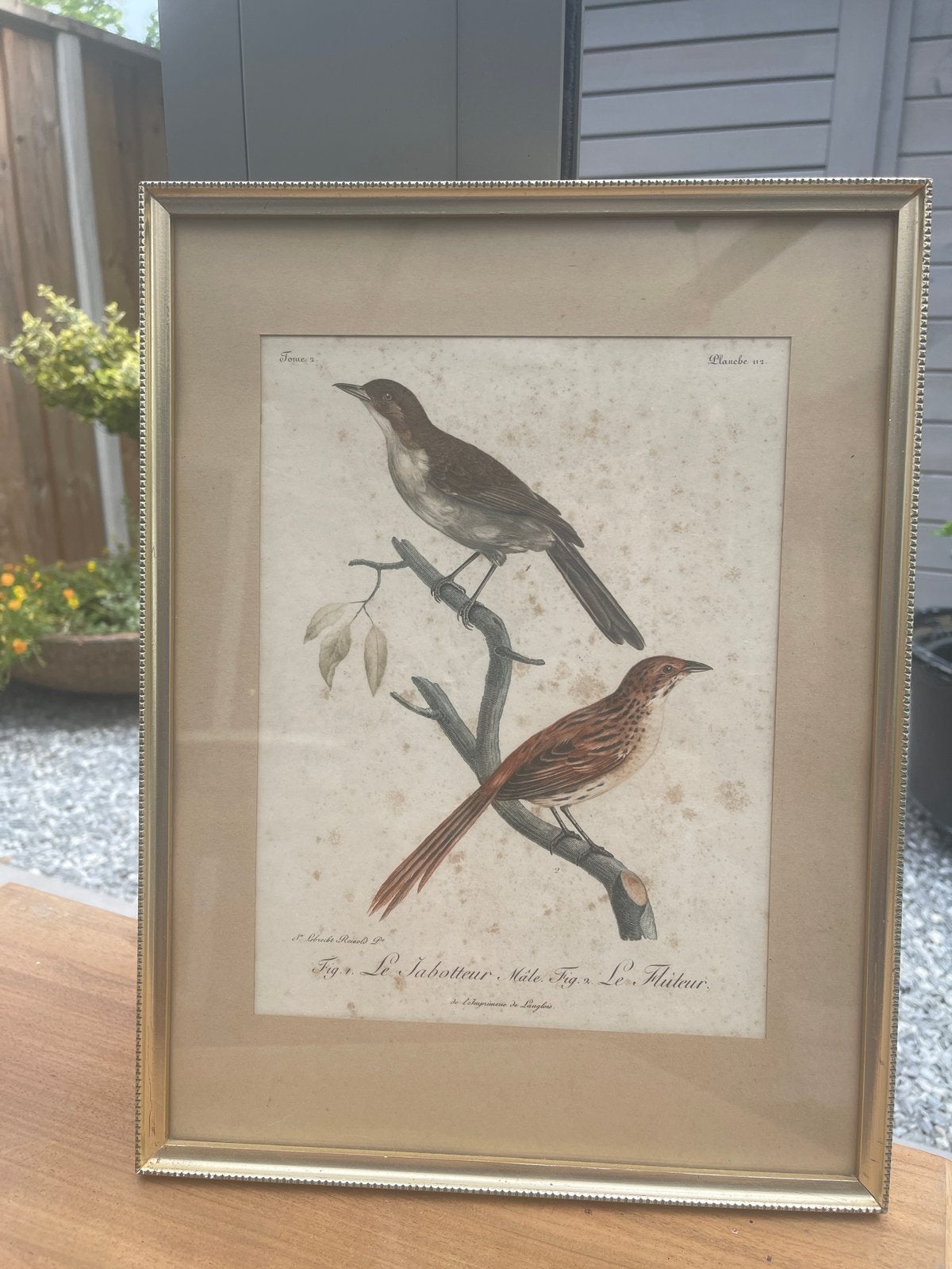 Antieke ingelijste prent van vogels - Pl. 112, Ophalen of Verzenden, Achter glas