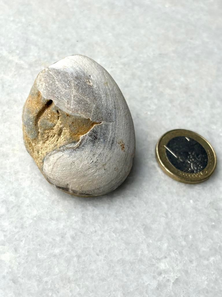 Versteende schelp nr 85, Ophalen of Verzenden