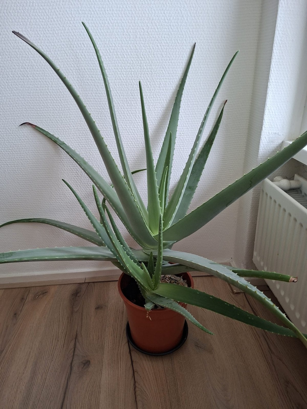 Grote Aloë Vera plant in pot, Huis en Inrichting, Kamerplanten, Ophalen, Vetplant, 100 tot 150 cm, In pot
