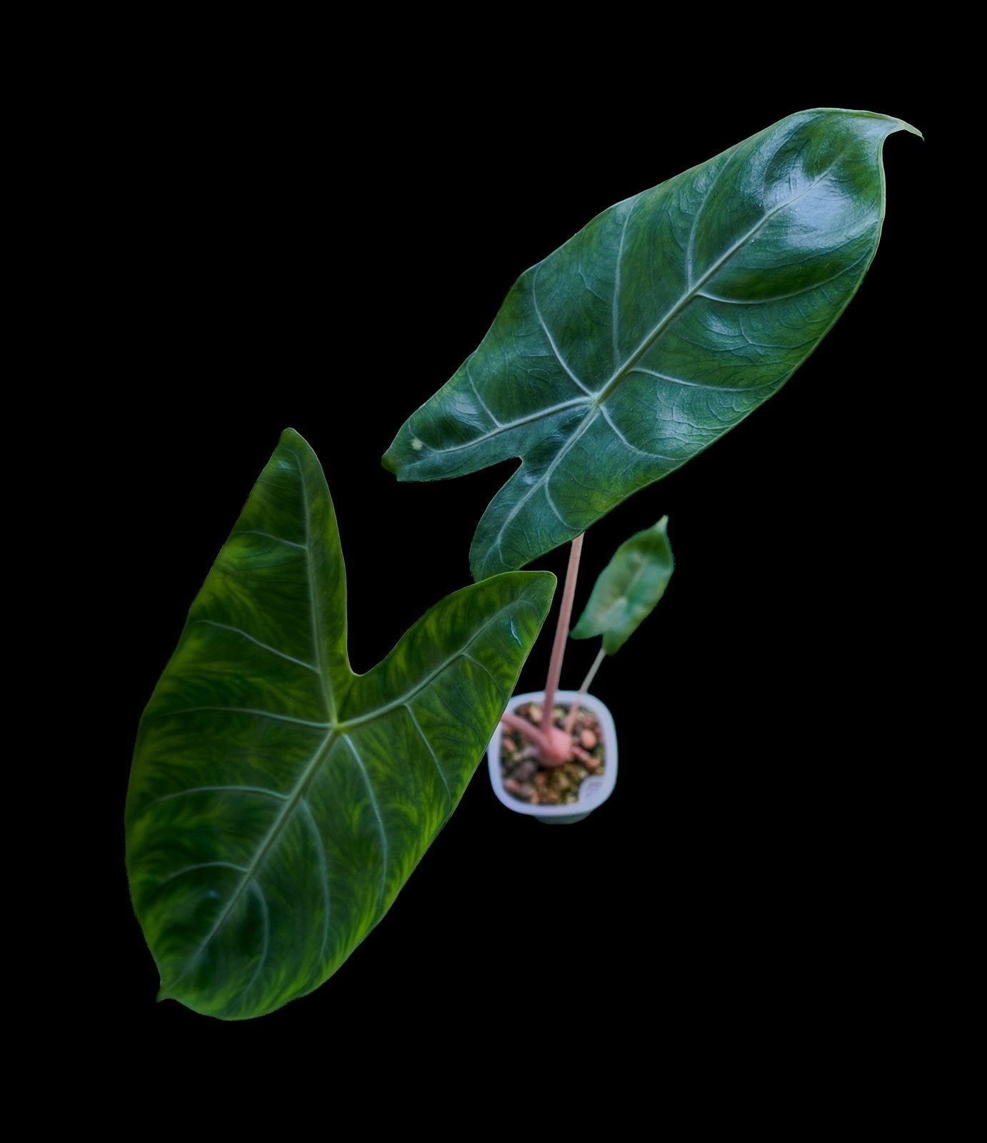 Alocasia Pink Dragon – Knollen / Corms (B1, B2, B3), Ophalen of Verzenden, Halfschaduw, Minder dan 100 cm