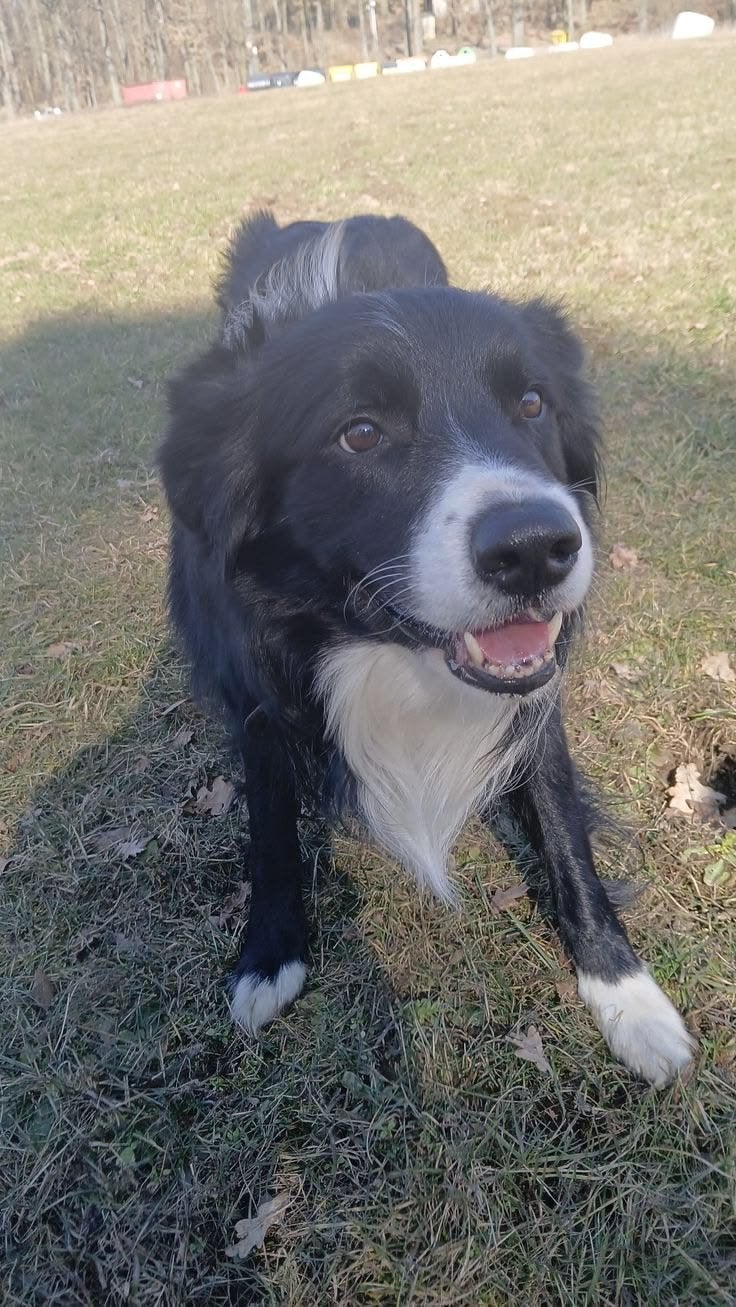 Honden oppas aangeboden, 3 jaar ervaring, Ophalen of Verzenden, Zo goed als nieuw