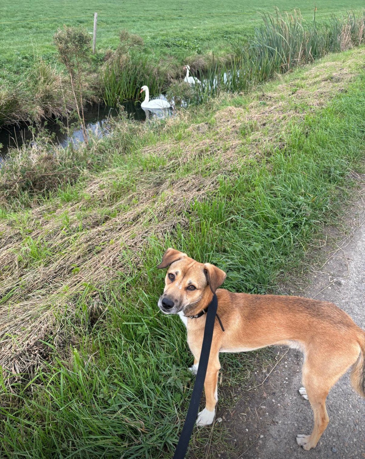 Nieuw huisje gezocht voor Bumper, Reu, Parvo, Eén hond, Nederland