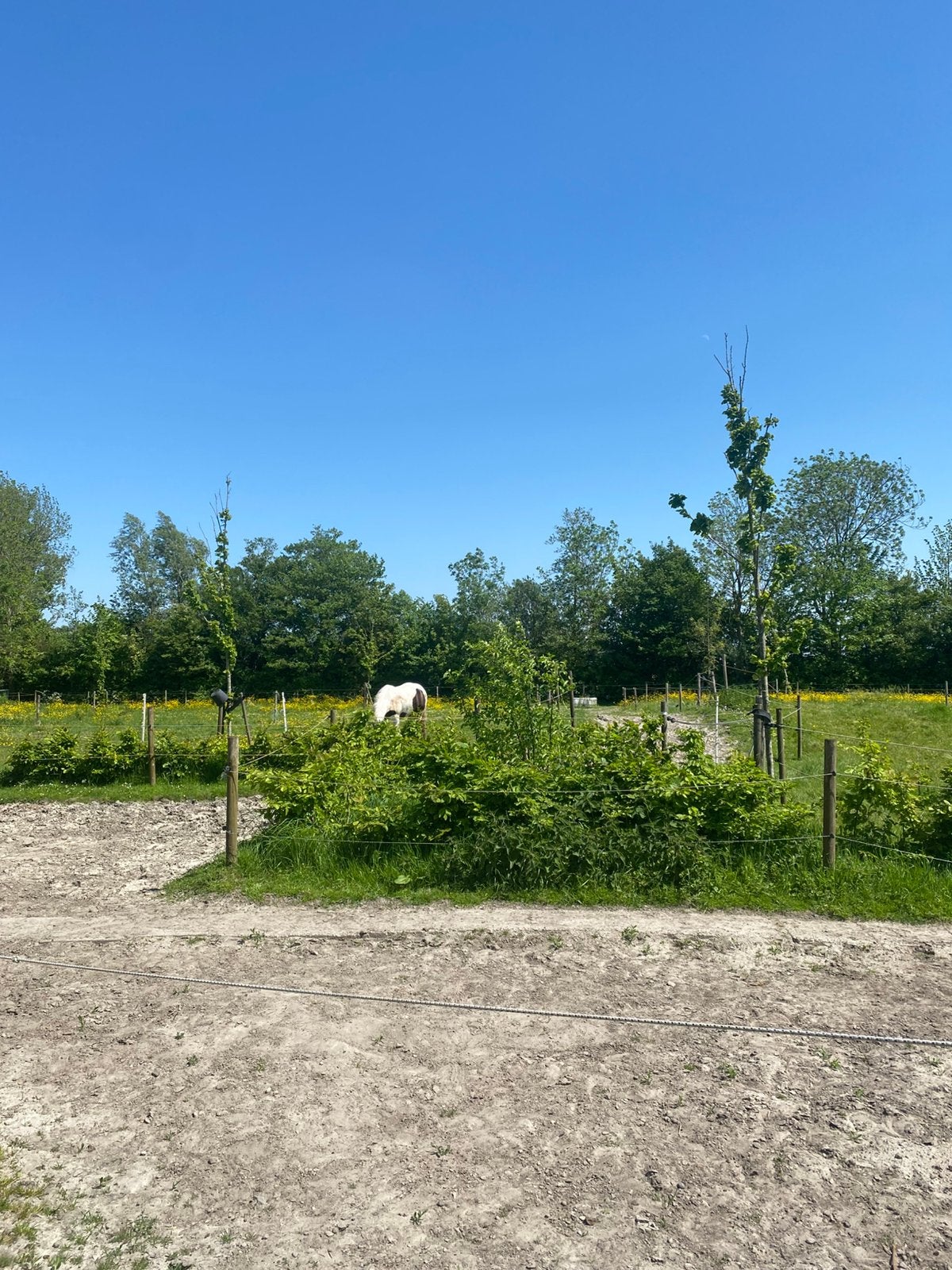 Weidegang, stalling , paddock Paradise, Dieren en Toebehoren, Stalling en Weidegang, Stalling