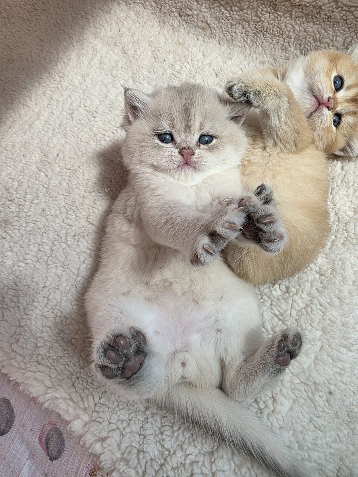 Britse korthaar kittens, Dieren en Toebehoren, Meerdere dieren, Ontwormd