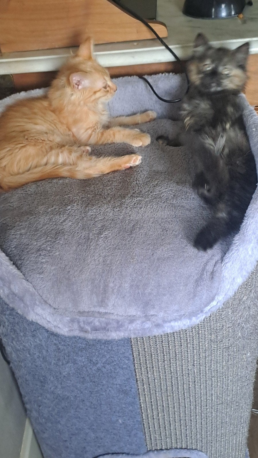 nog 2 ragdoll kittens zoeken nieuw personeel, Dieren en Toebehoren, Meerdere dieren, 0 tot 2 jaar