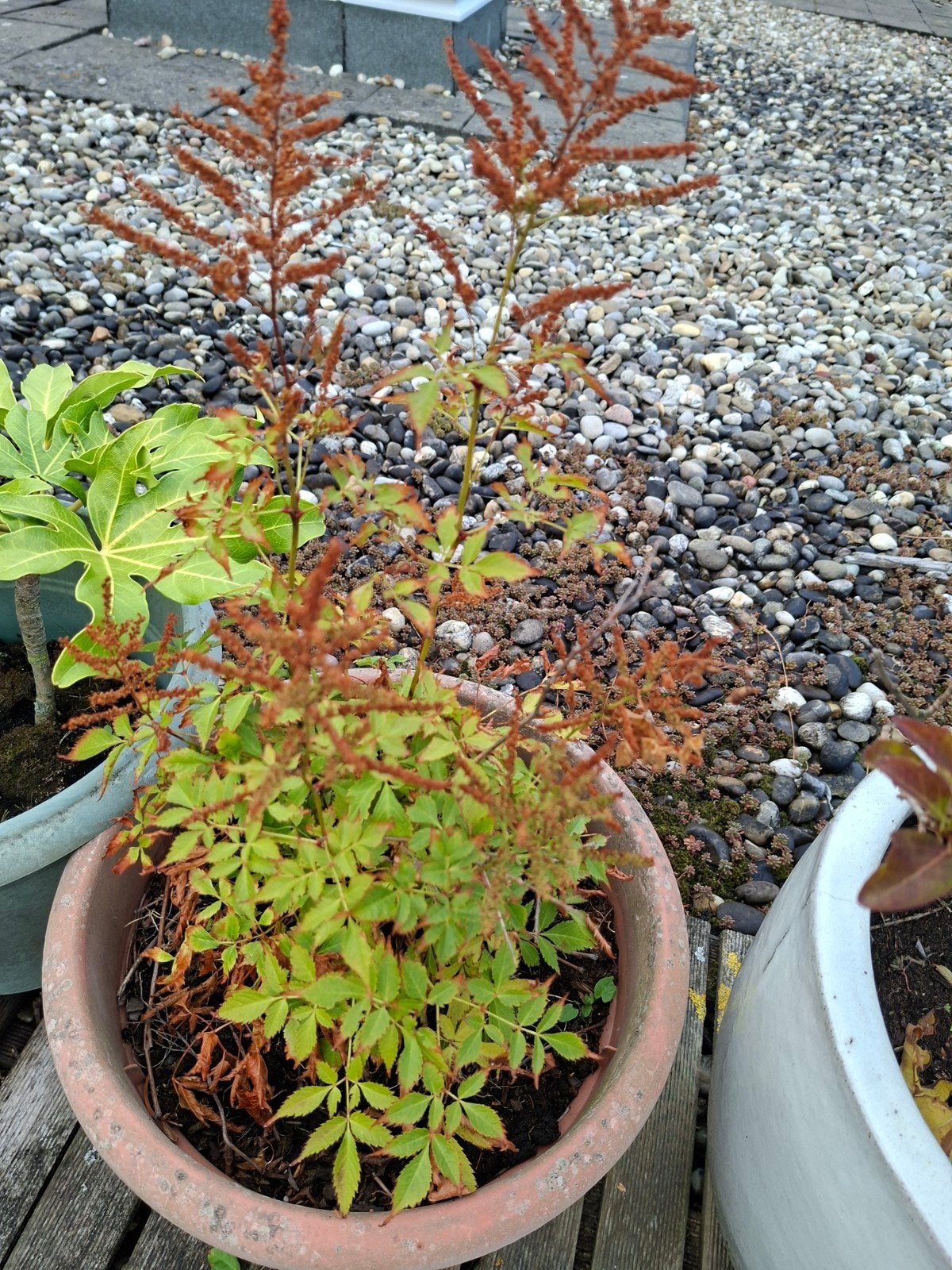 Astilbe in pot - Vaste plant voor schaduwrijke plekken, Tuin en Terras, Ophalen