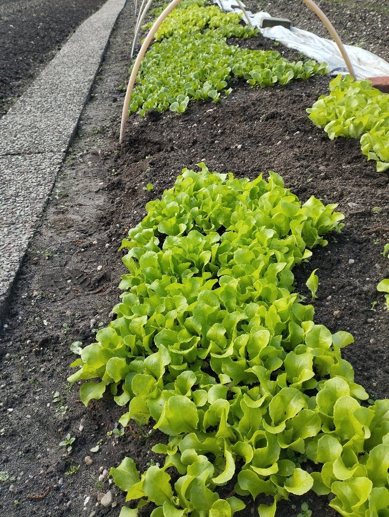 boerenkoolplanten planten  slaplanten sla kervel plantenman, Ophalen, Eenjarig, Overige soorten, Volle zon