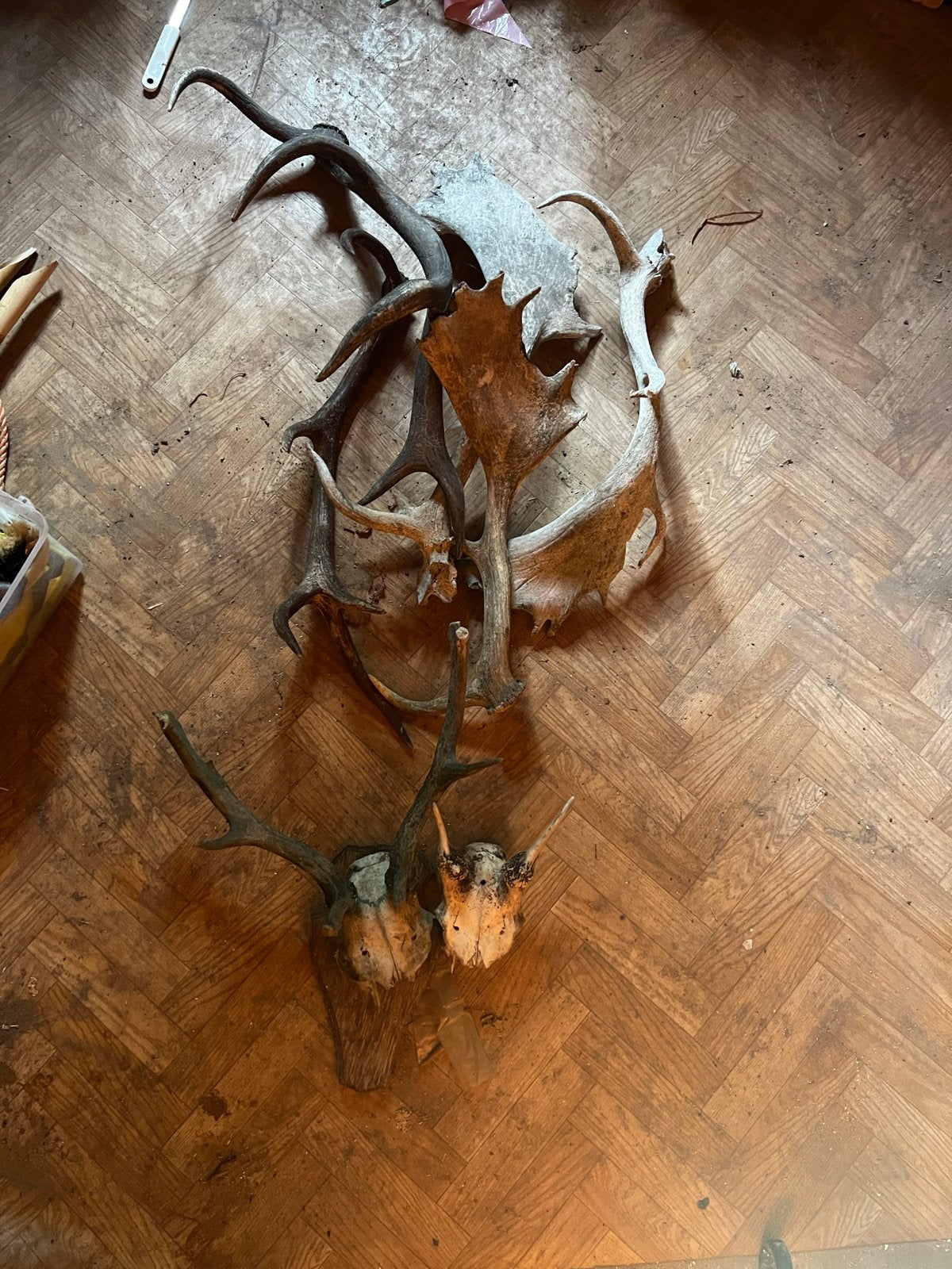 Diverse Geweien en Schedels - Decoratie of Verzameling, Ophalen, Gebruikt