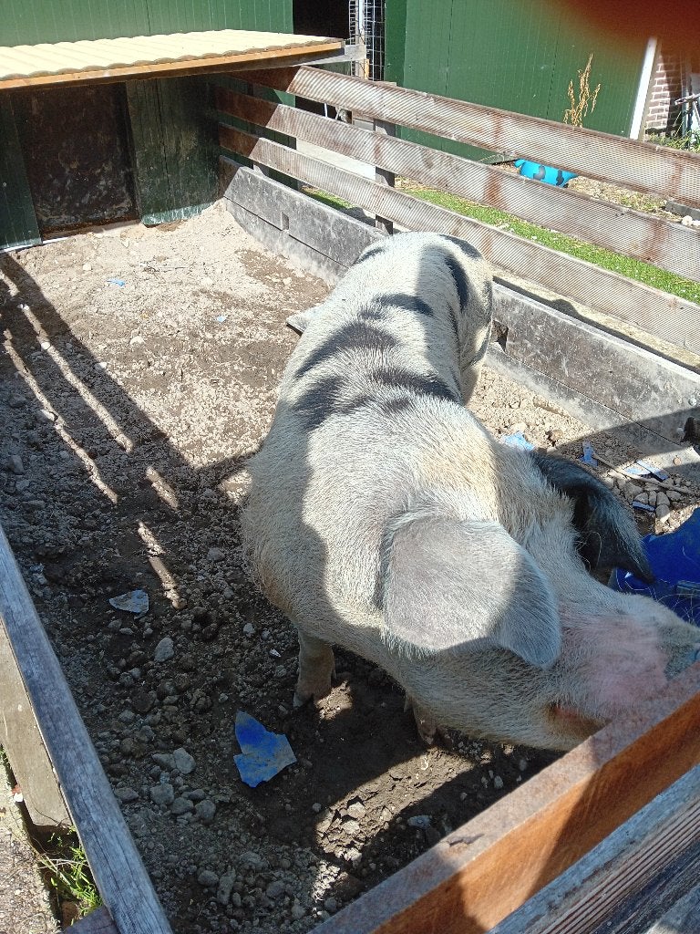 Dekbeer, Mannelijk, Varken, 3 tot 5 jaar