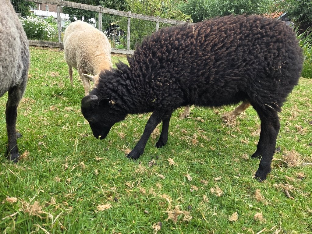 Ouessant rammen, Mannelijk, Schaap, 0 tot 2 jaar