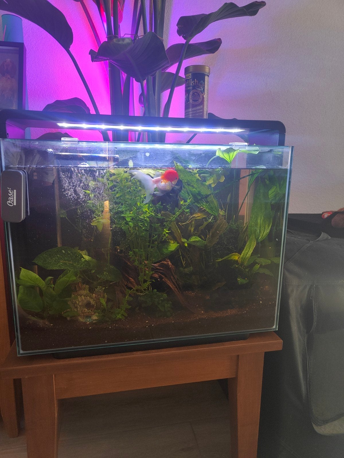Aquarium gevuld, Dieren en Toebehoren