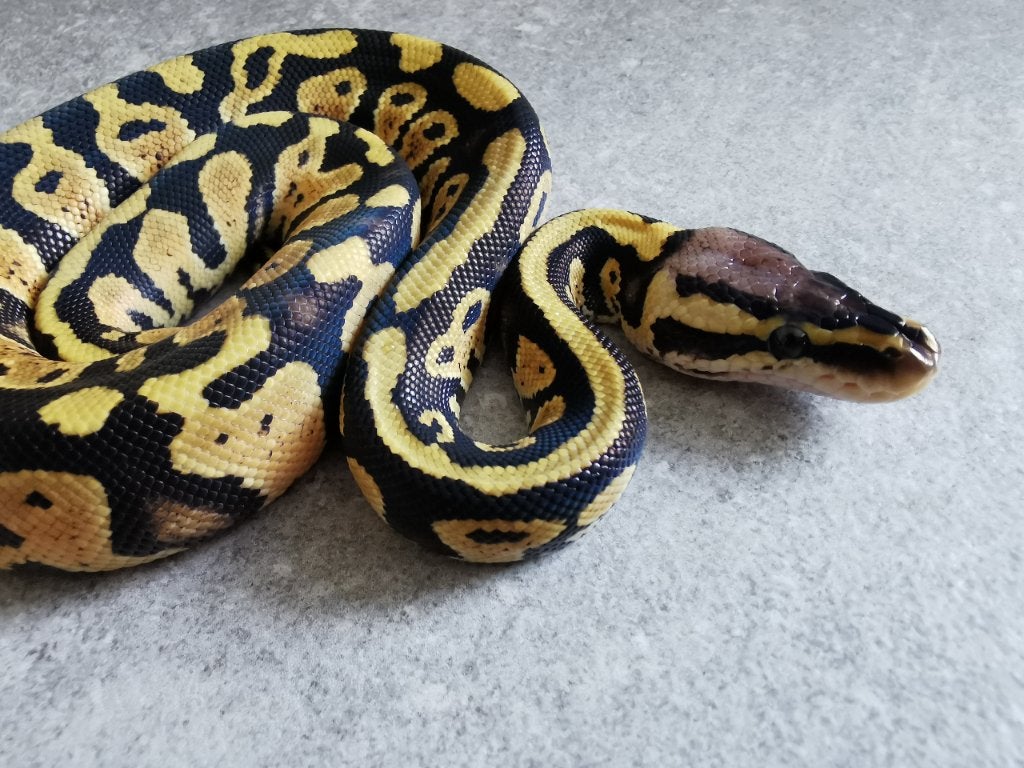 0.1 Pastel (het Clown) Koningspython Ball Python - male for sale from Philipse