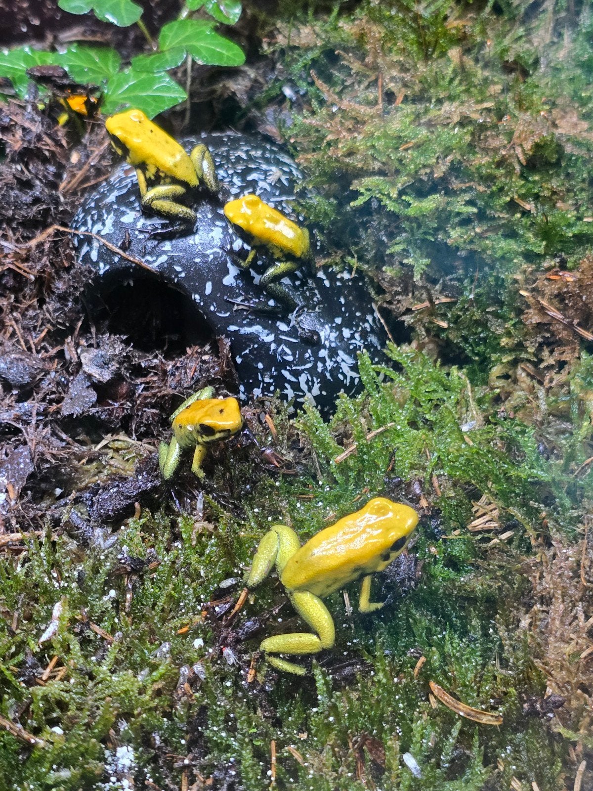 Zwartpotige pijlgifkikker (Phyllobates bicolor) – NLNK 2025, Dieren en Toebehoren, Reptielen en Amfibieën, Hagedis, 0 tot 2 jaar