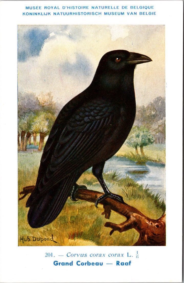 Raaf / Common Raven – Nº 201 – (KBIN / IRSNB), Verzenden, 1940 tot 1960, Ongelopen, Vogel