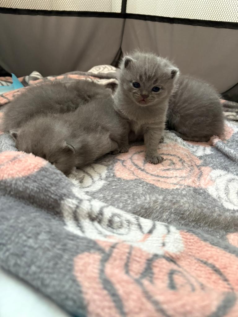 British Shorthair kittens, Dieren en Toebehoren, Katten en Kittens | Raskatten | Korthaar, Meerdere dieren, Ontwormd
