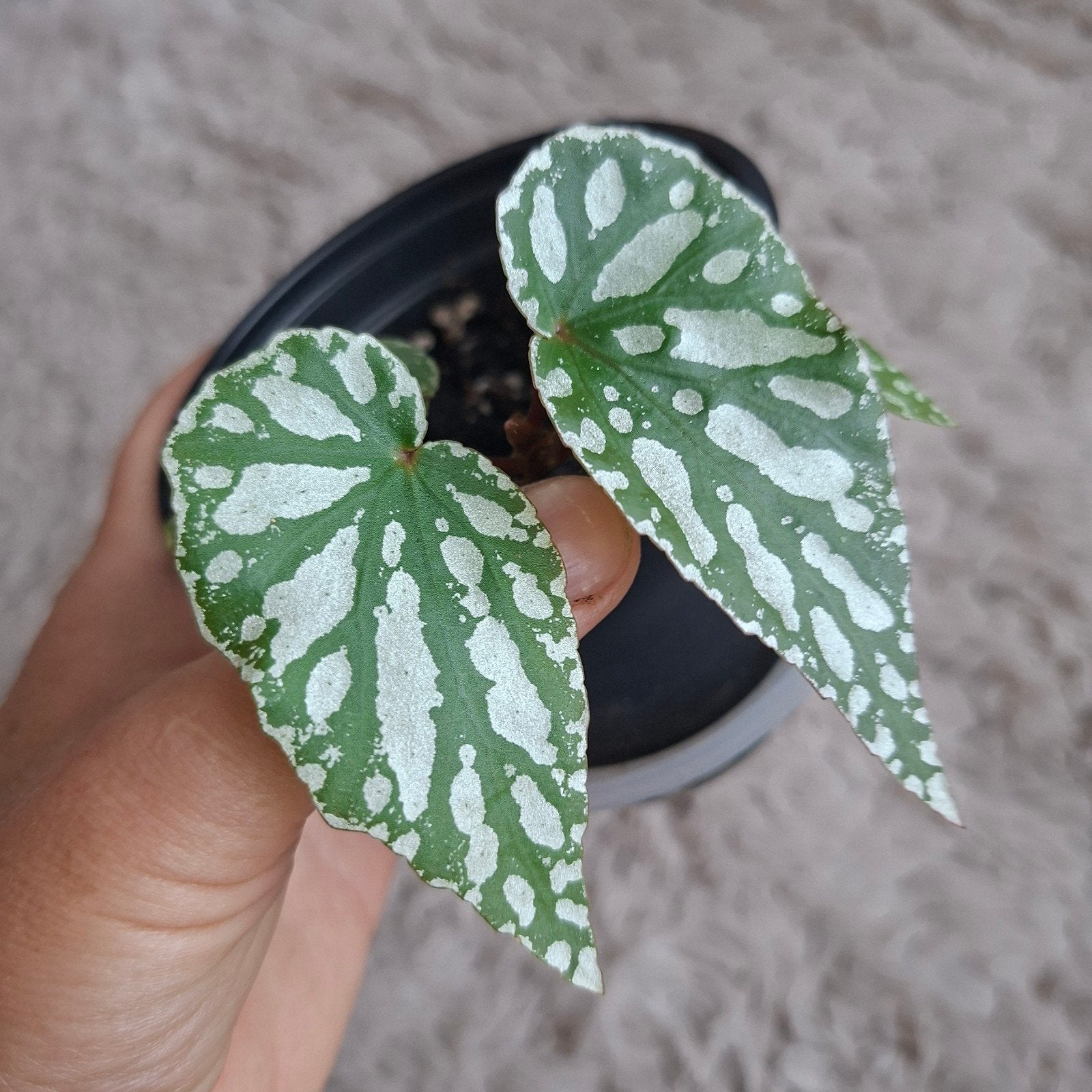 Begonia Sherwood Forest plant, Ophalen of Verzenden, Halfschaduw, Minder dan 100 cm