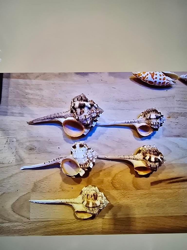 Murex Haustellum schelpen nu 1,00 per stuk, Ophalen of Verzenden, Schelp(en)