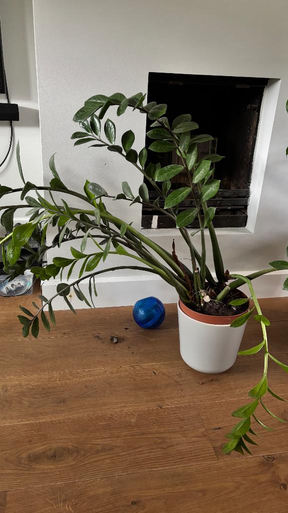 Kamerplant, Huis en Inrichting, Kamerplanten, Ophalen, Overige soorten, Halfschaduw, Minder dan 100 cm